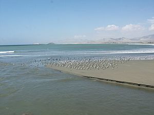 Archivo:Puerto Huarmey aves marinas