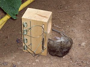 Archivo:Rat caught in a rat trap