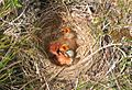 Redwing nest