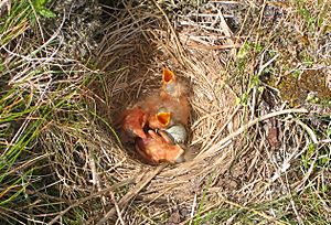 Archivo:Redwing nest
