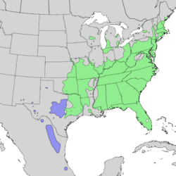 Distribución natural de Rhus copallinumvar. copallinum (verde) &var. latifolia (blue)