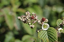 Rubus megalococcus.jpg