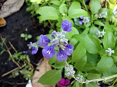 Archivo:Salvia farinacea (4)