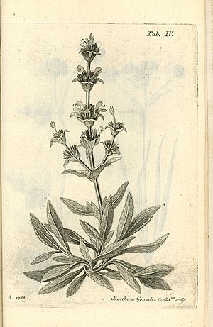 Archivo:Salvia phlomoides Asso