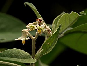 Archivo:Solanum erianthum Don W2 IMG 1621