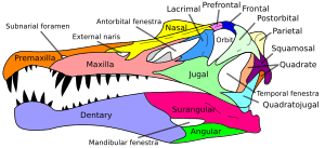 Archivo:Spinosaurus skull en