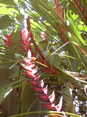 Archivo:Starr 030807-0013 Heliconia bihai