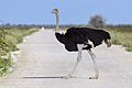 Struthio camelus - Etosha 2014 (1)