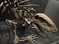 Synapsid fossil, Desert Museum