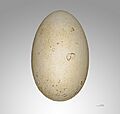Thalassarche melanophris MHNT