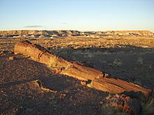 The Crystal Forest-Petrified Forest National Park-Arizona1270