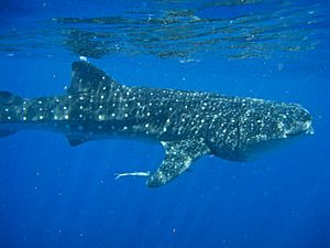 Archivo:Tiburon ballena