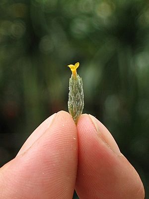 Archivo:Tillandsia bryoides (TS) 1-00680