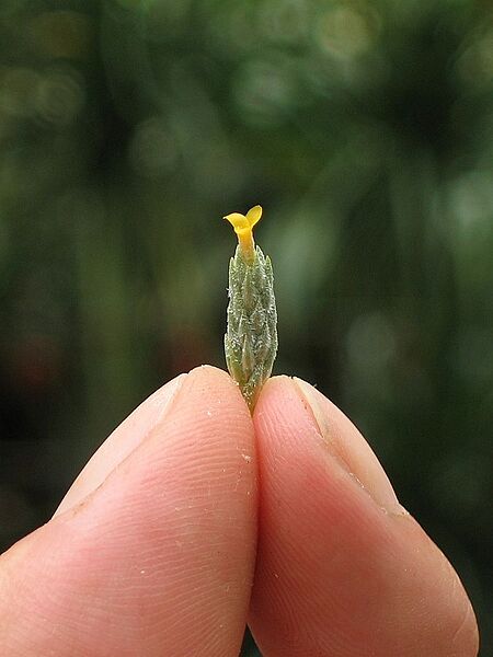 Tillandsia bryoides (TS) 1-00680