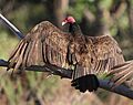 Turkey vulture Bluff