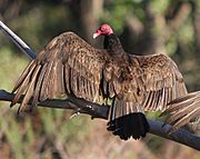 Archivo:Turkey vulture Bluff