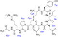 Vasotocin with labels