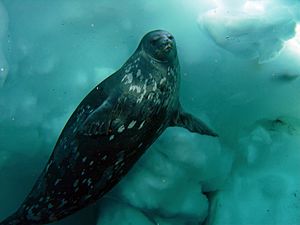 Archivo:Weddell seal swims underwater in McMurdo Sound (Image 3)
