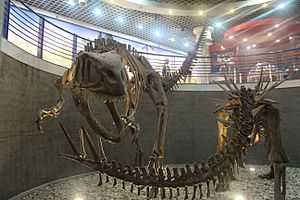 Archivo:Yangchuanosaurus and Tuojiangosaurus-Beijing Museum of Natural History
