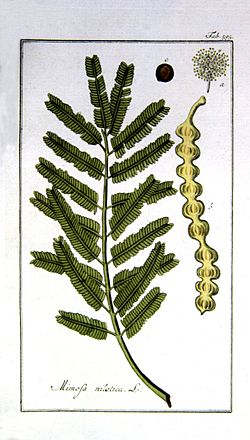 Acacia-nilotica.jpg