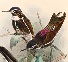 Archivo:Aglaeactis aliciae 1897
