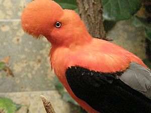 Archivo:Andean Cock-of-the-rock (Rupicola peruviana) -Wuppertal Zoo