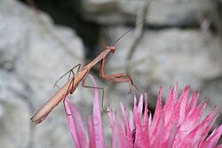 Archimantis latistyla.jpg