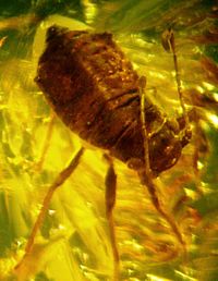 Archivo:Baltic amber inclusions - Aphid (Hemiptera, Sternorrhyncha, Aphidoidea)7