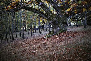 Archivo:Bosque de castaños y robles