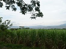 Archivo:Caña de Azúcar en Buga. Valle del Cauca. Colombia