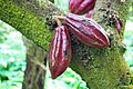 CacaoChonita08