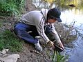 Captura y suelta de carpa común