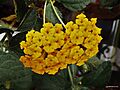 Cariaquito amarillo (Lantana camara flava)