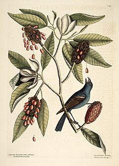 Archivo:Catesby Natural History of Carolina plate 39 Magnolia virginiana and Blue Grosbeak