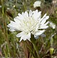 Chaenactis fremontii flower 3