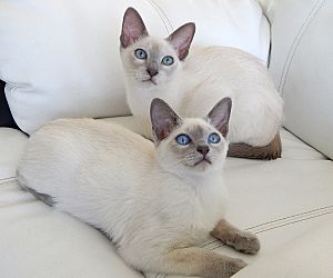 Archivo:Chatons tonkinois poil court lilac mink et lilac point