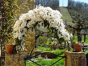 Archivo:Clematis armandii Badefols-sur-Dordogne