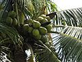 Coconut green