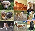 Collage of Nine Dogs