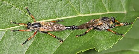 Common brown robberflies mating