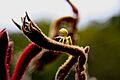 Crab spider ggp