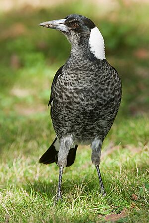 Archivo:Cracticus tibicen tibicen juvenile ANBG