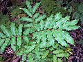 Cupaniopsis newmanii leaves