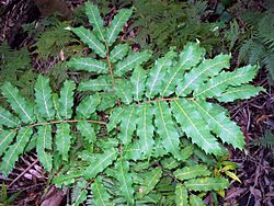 Cupaniopsis newmanii leaves.jpg