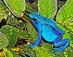 Dendrobates azureus (Dendrobates tinctorius).jpg