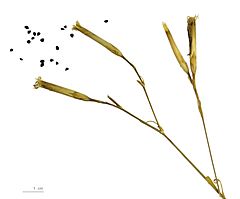 Archivo:Dianthus superbus.MHNT.BOT.2012.10.8