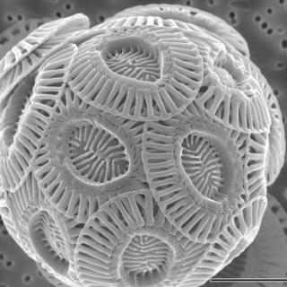 Emiliania huxleyi coccolithophore (PLoS).png