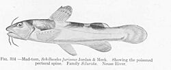 FMIB 51851 Mad-tom, Schilbeodes furiosus Jordan & Meed Showing the poisoned pectoral spine Family siluride.jpeg