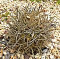 Ferocactus chrysacanthus 1