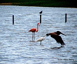 Flamenco and other birds in Camuy, Puerto Rico.jpg